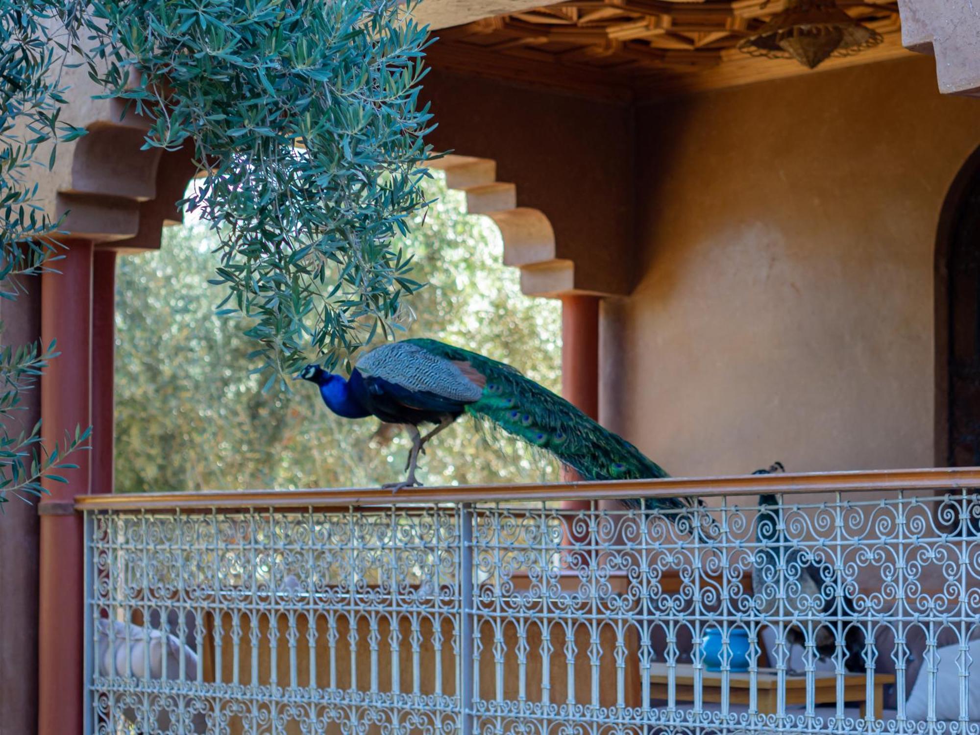Ferme Sidi Safou & Spa Marraquexe Exterior foto