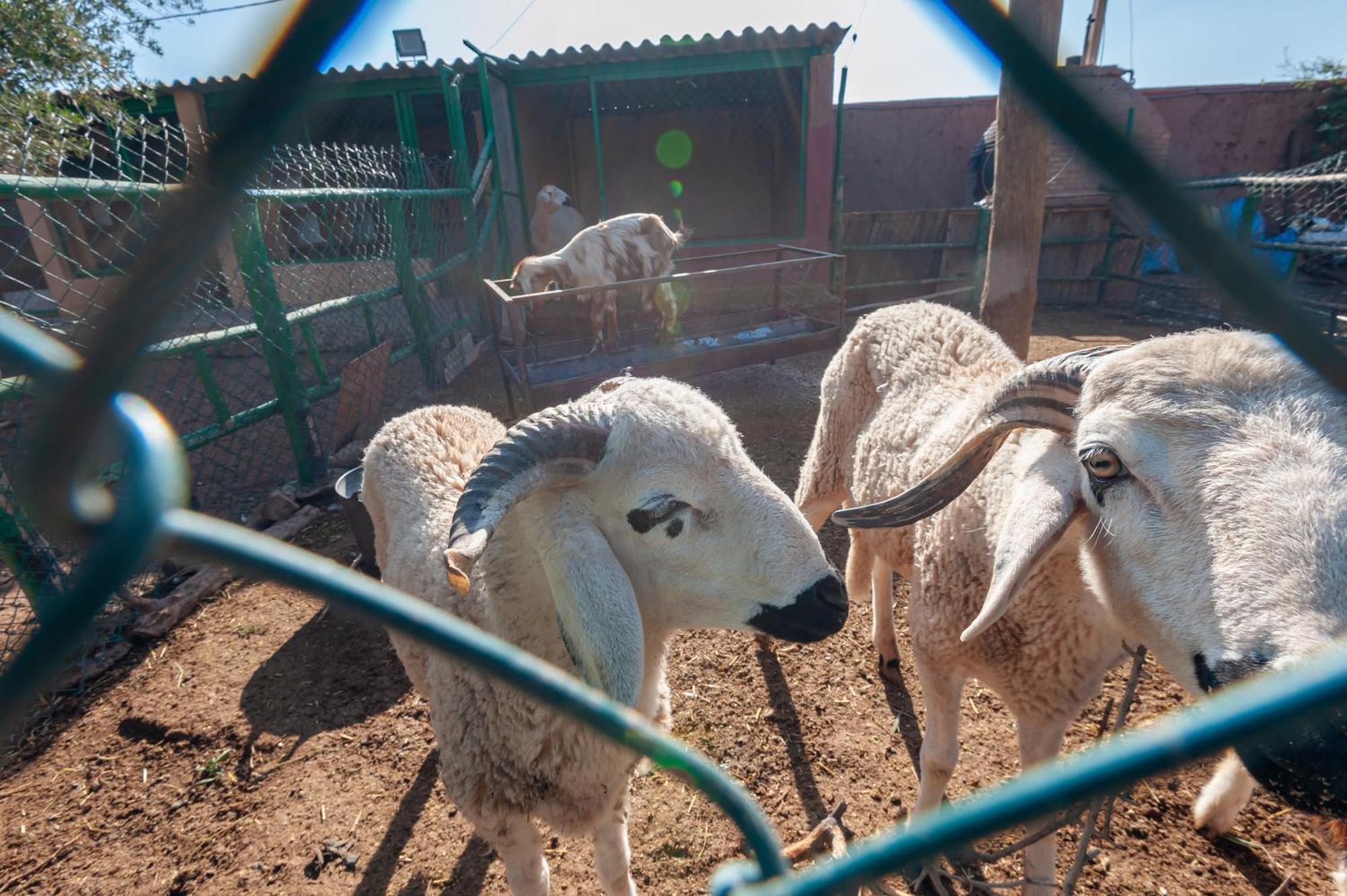 Ferme Sidi Safou & Spa Marraquexe Exterior foto